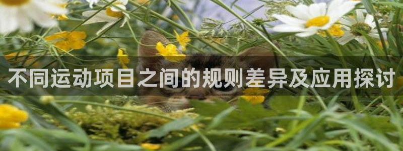 不同运动项目之间的规则差异及应用探讨